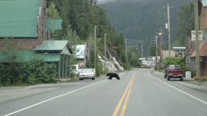 Bear Sighting in Hyder, AK